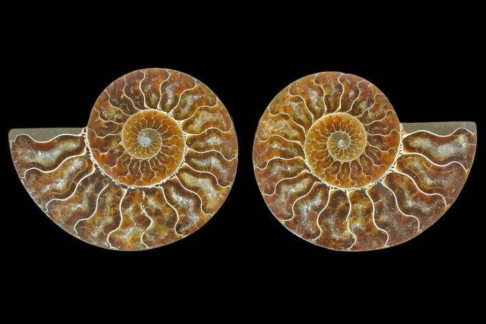 Agate Replaced Ammonite Fossil - Madagascar #166863